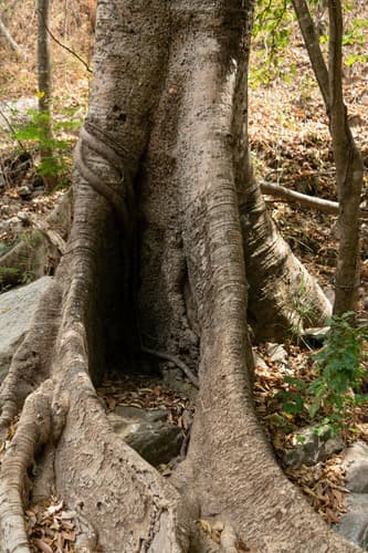 Higuerón aerial roots