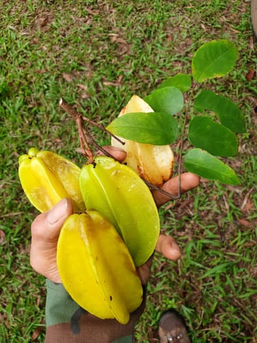 Averrhoa carambola
