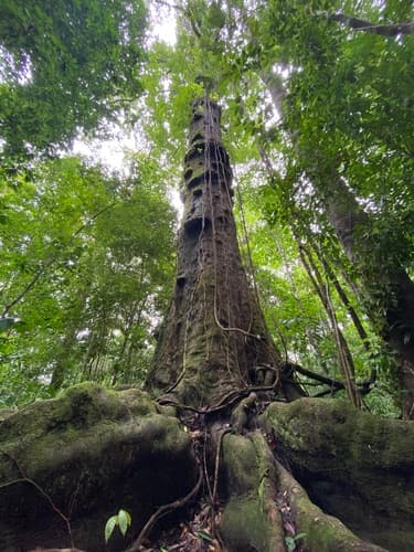 Caryocar costaricense