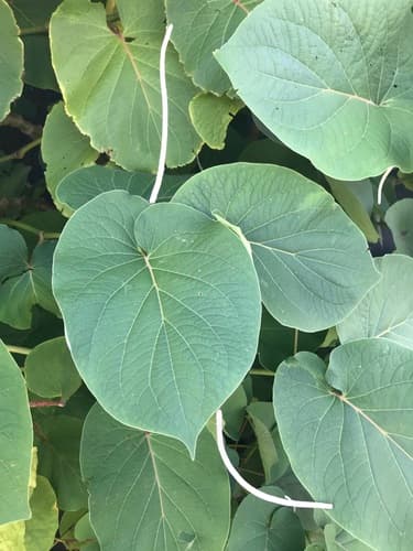 Piper auritum - Leaves