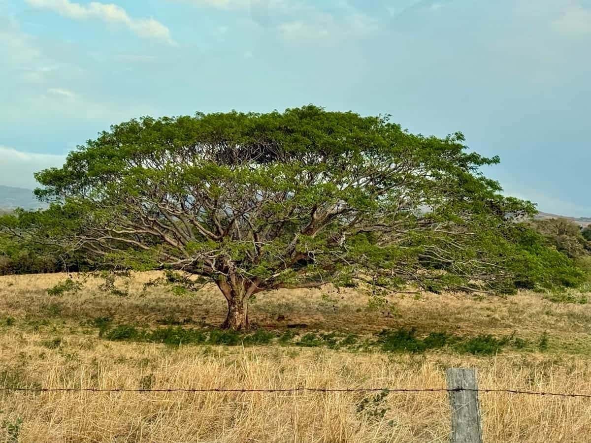 Guanacaste Tree - National Tree of Costa Rica