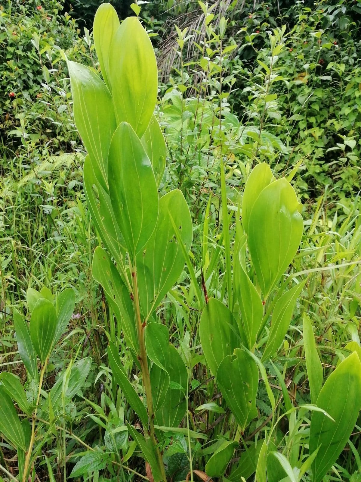 Mangium Acacia