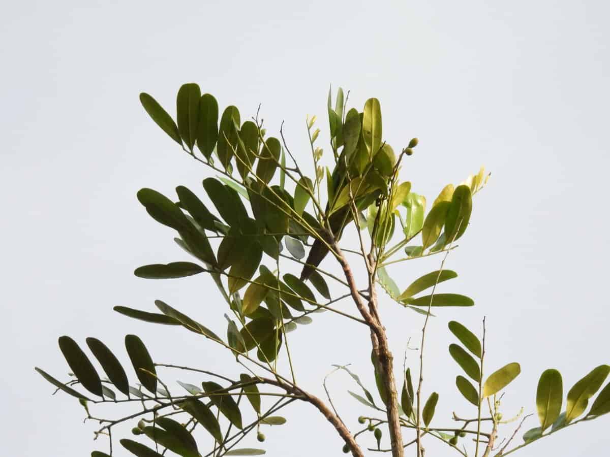 Aceituno