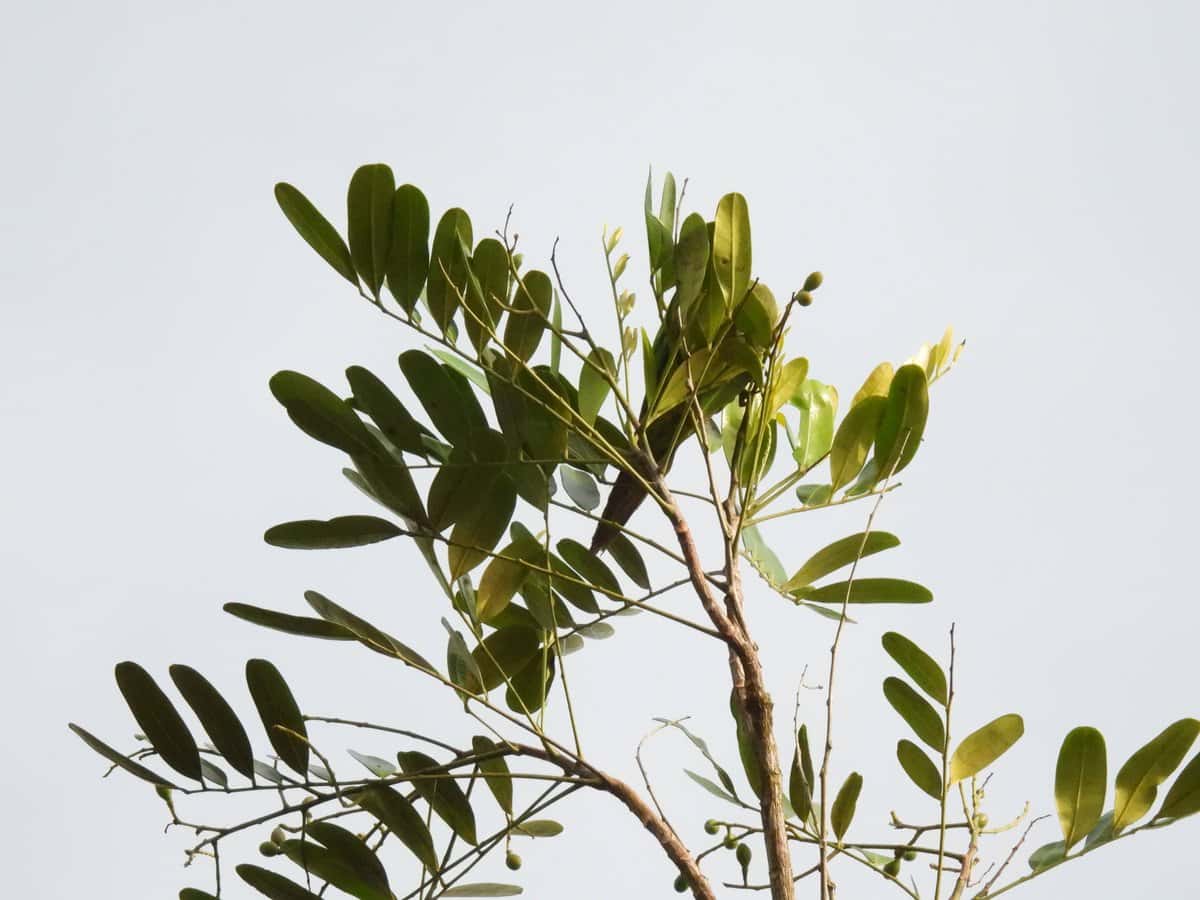 Aceituno