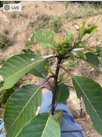 Aguacatillo