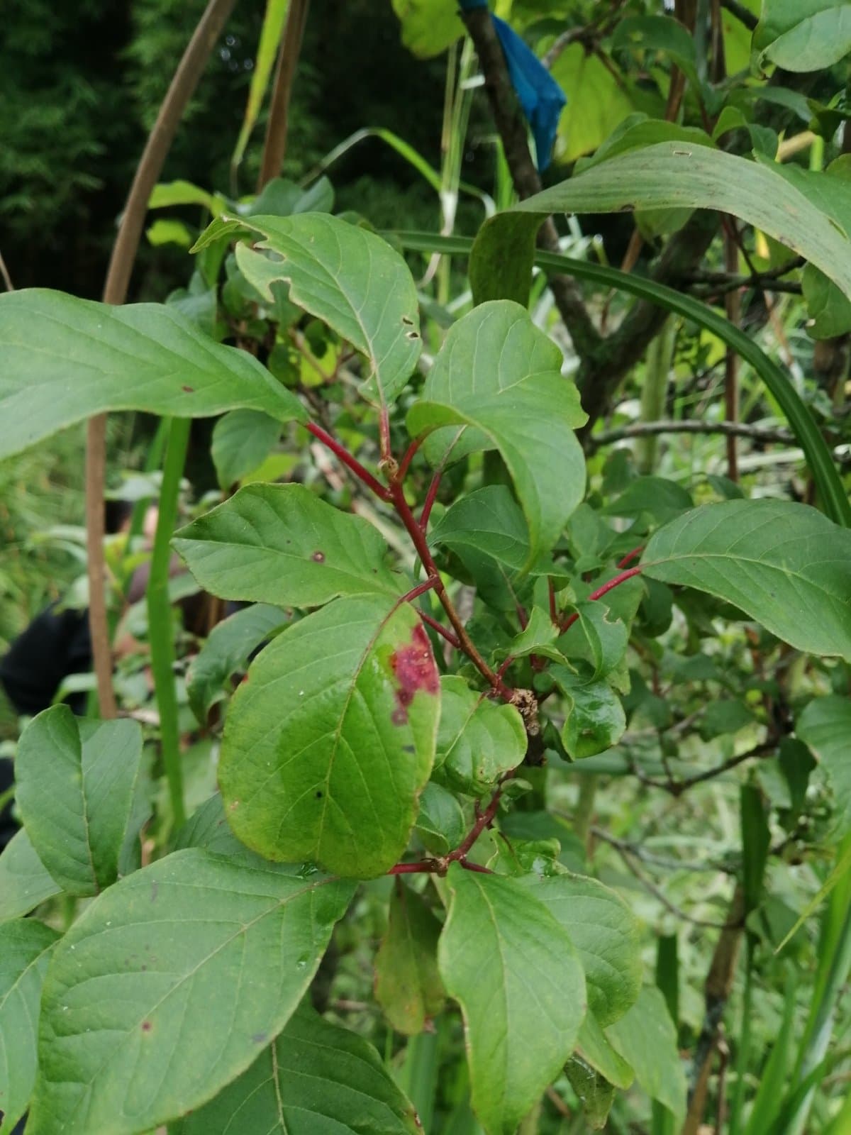 Aguacatillo