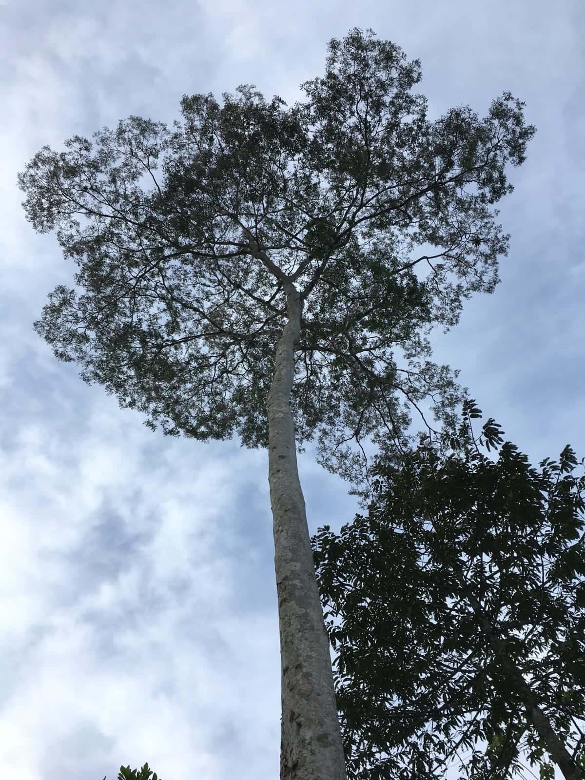Almendro