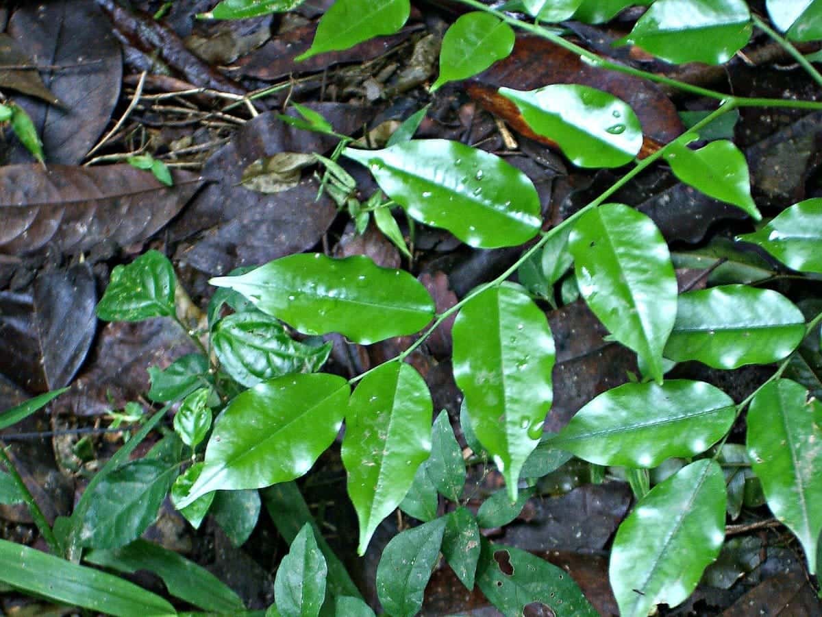 Balsam Tree