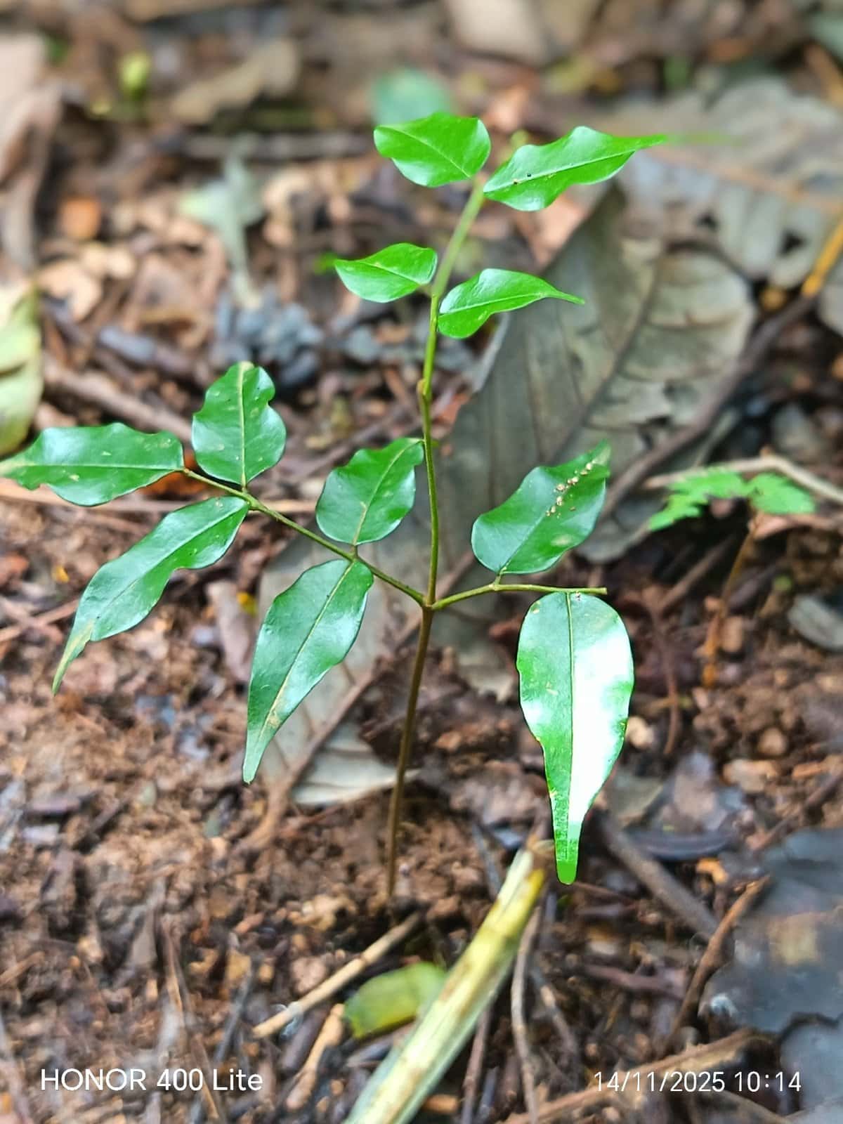 Balsam Tree
