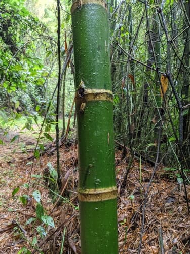 Bambú Gigante