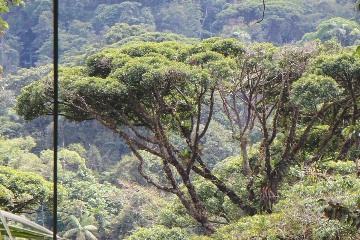 Botarrama