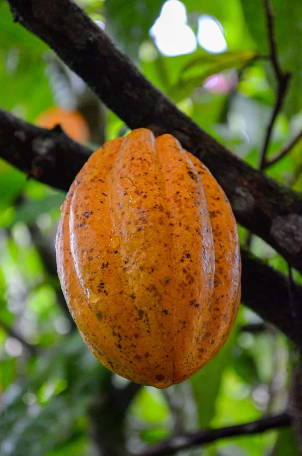 Cacao