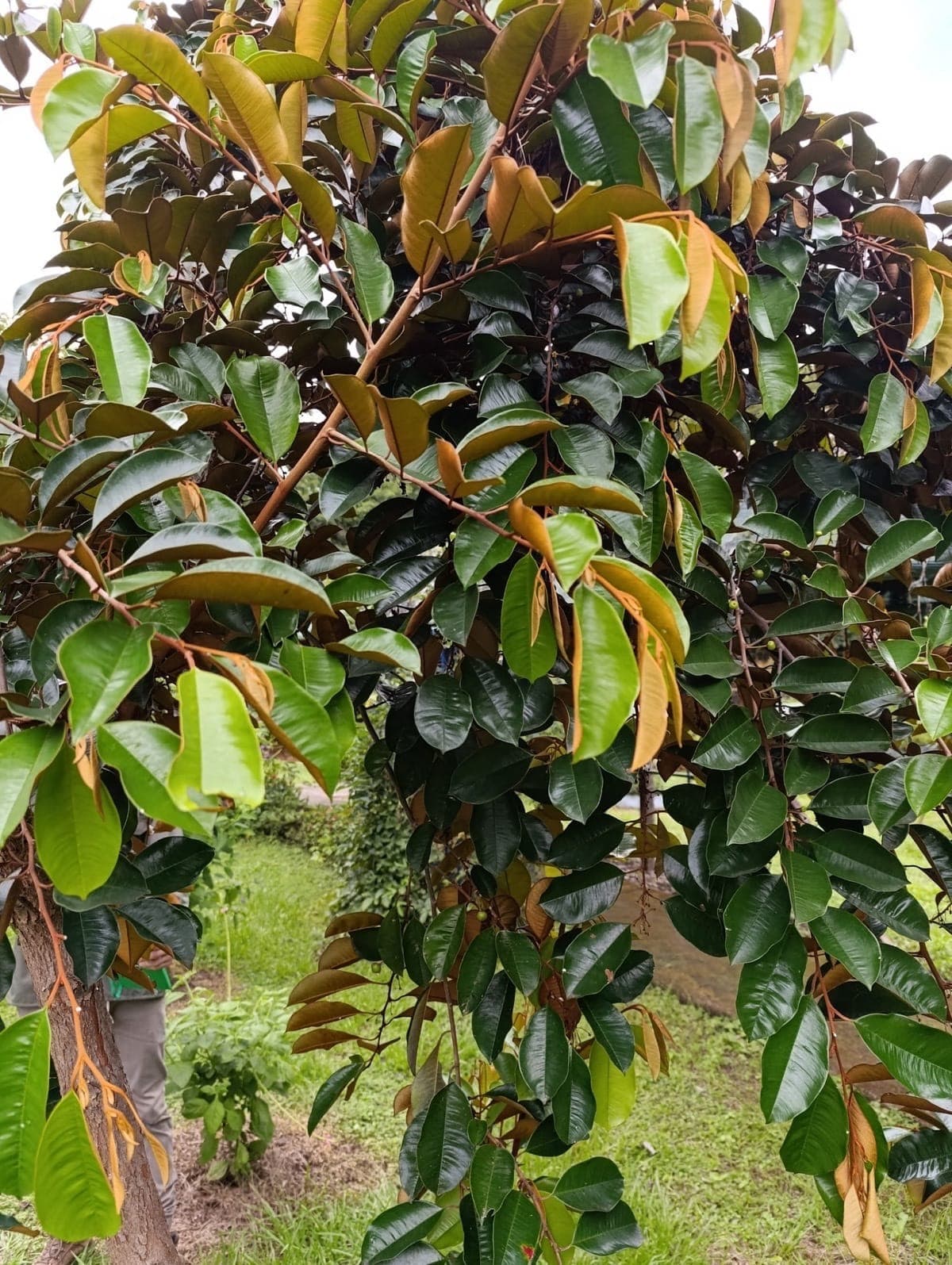 Caimito
