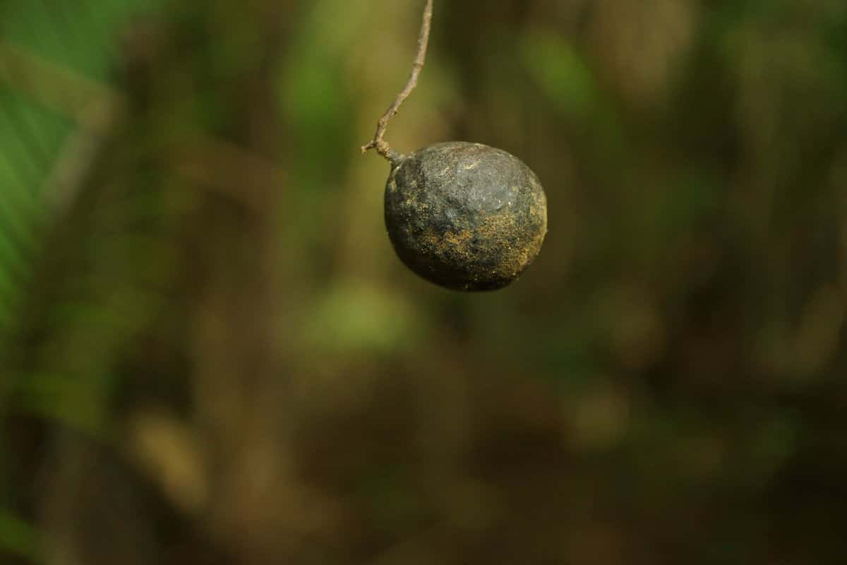 Camíbar