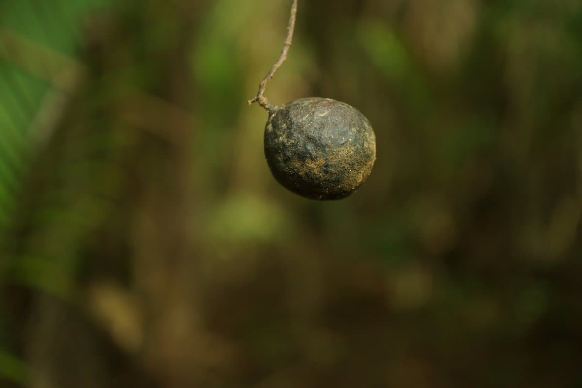 Camíbar