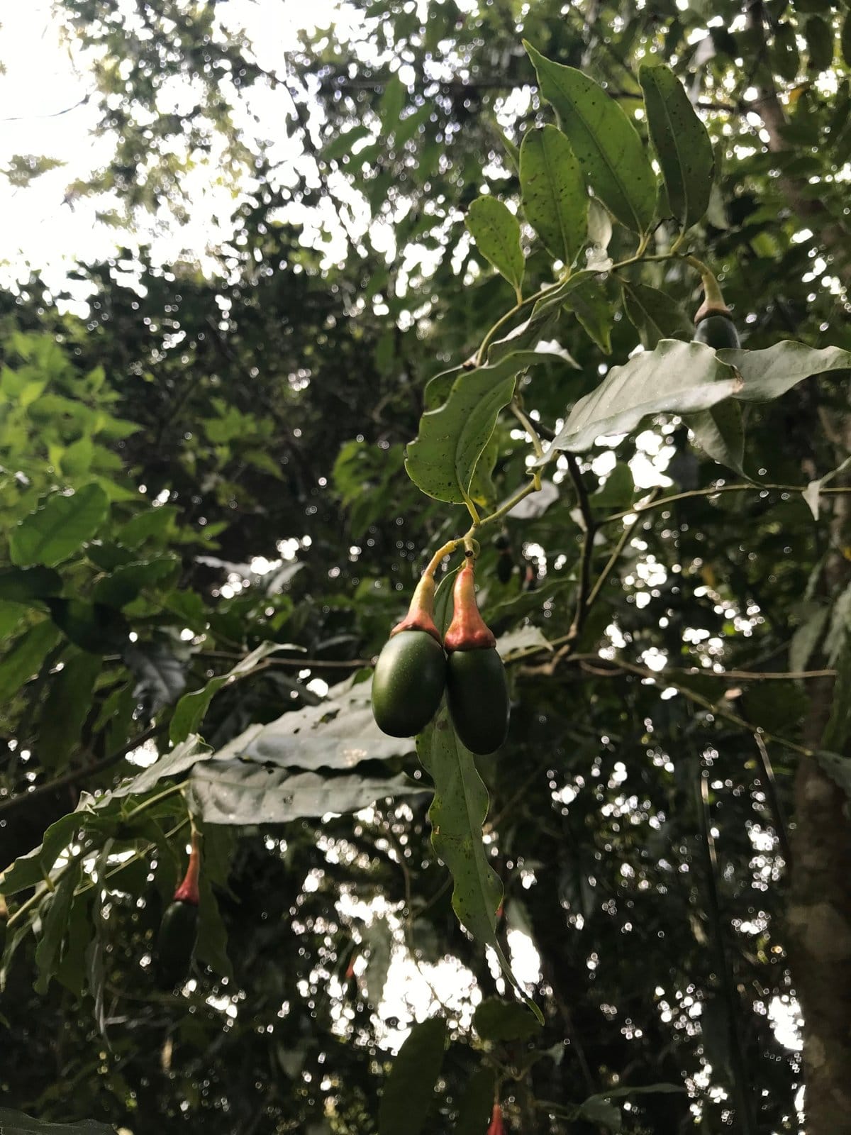 Wild Cinnamon