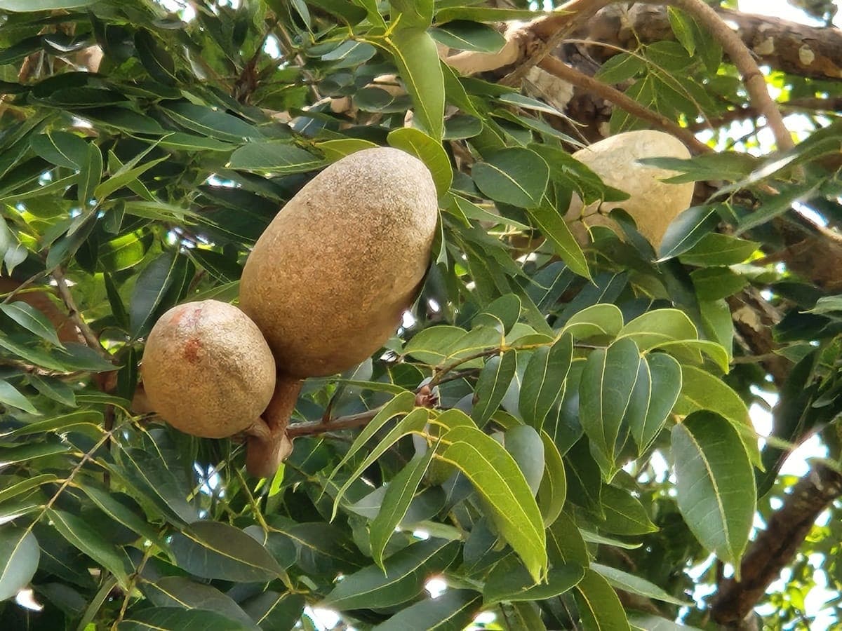 Caoba