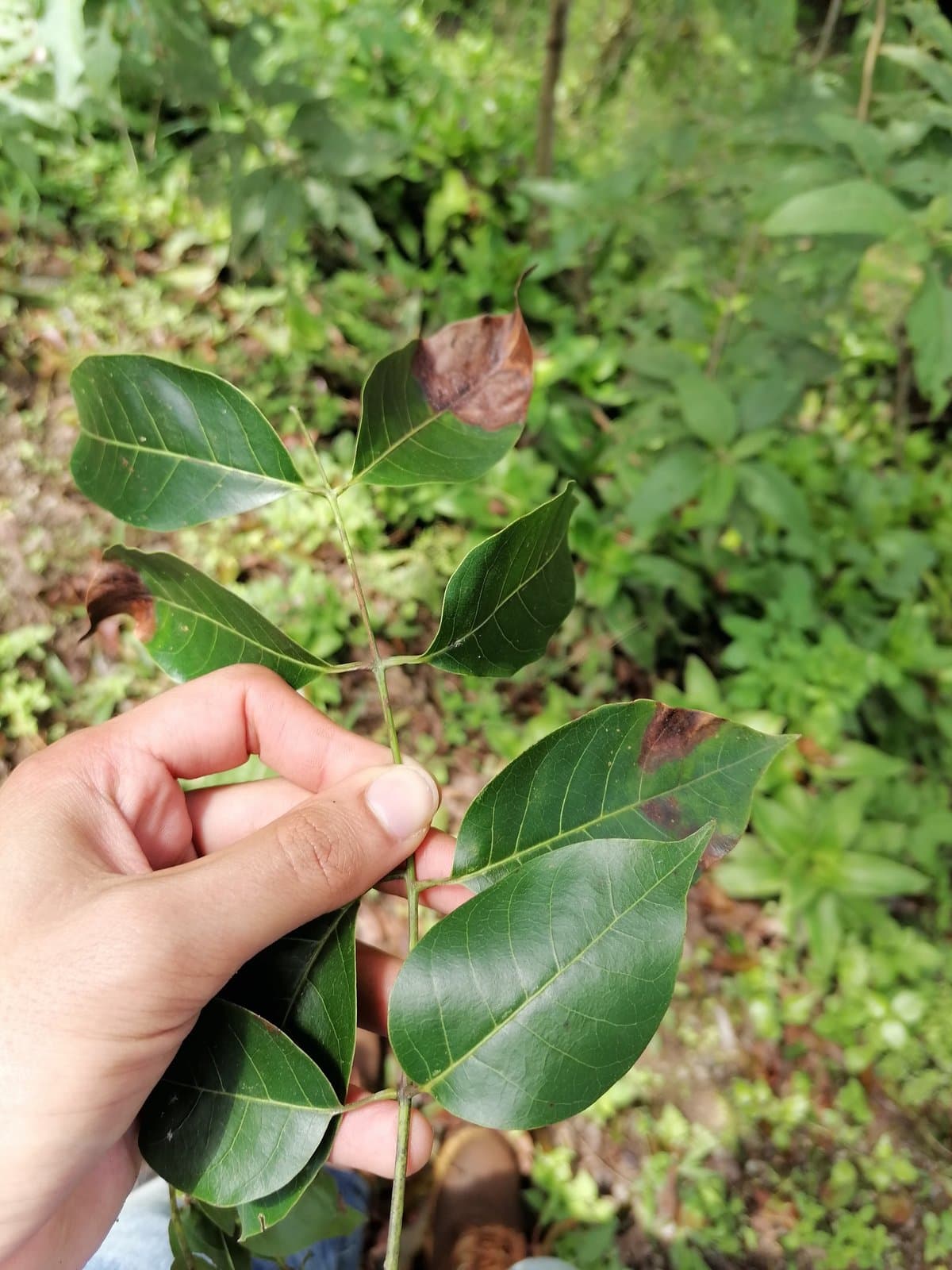 Caoba