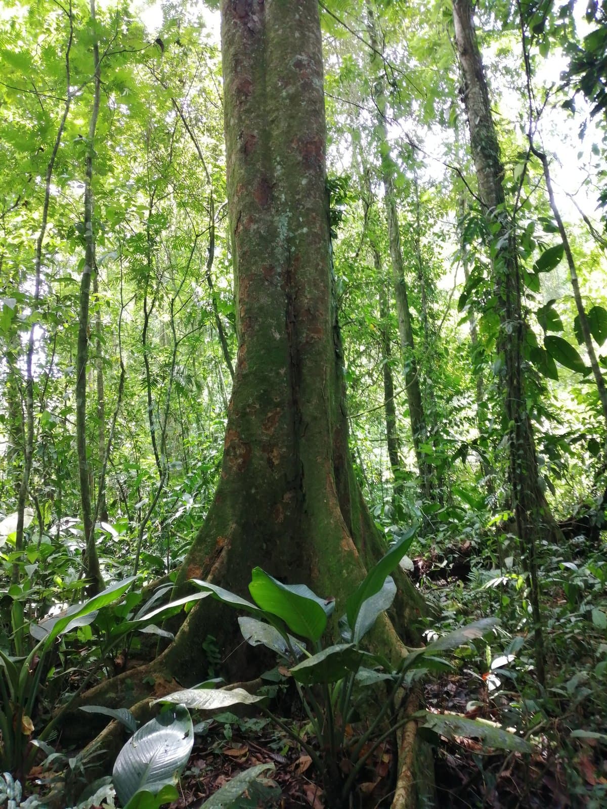 Caobilla