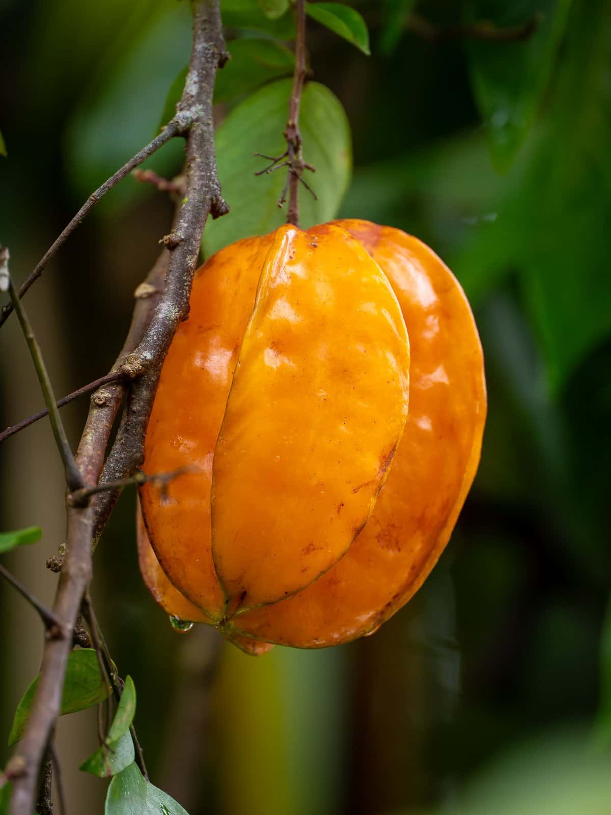 Carambola