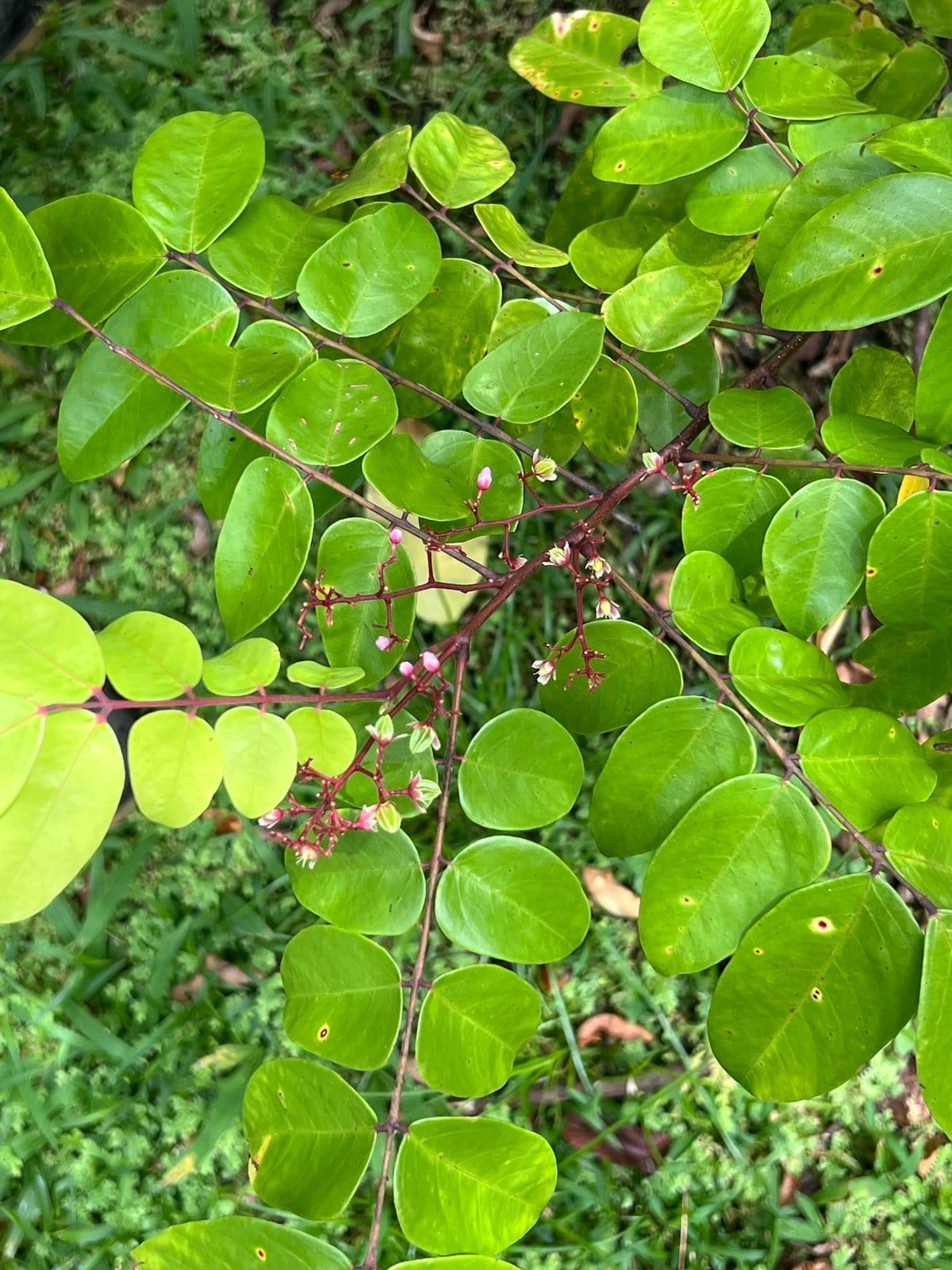 Carambola