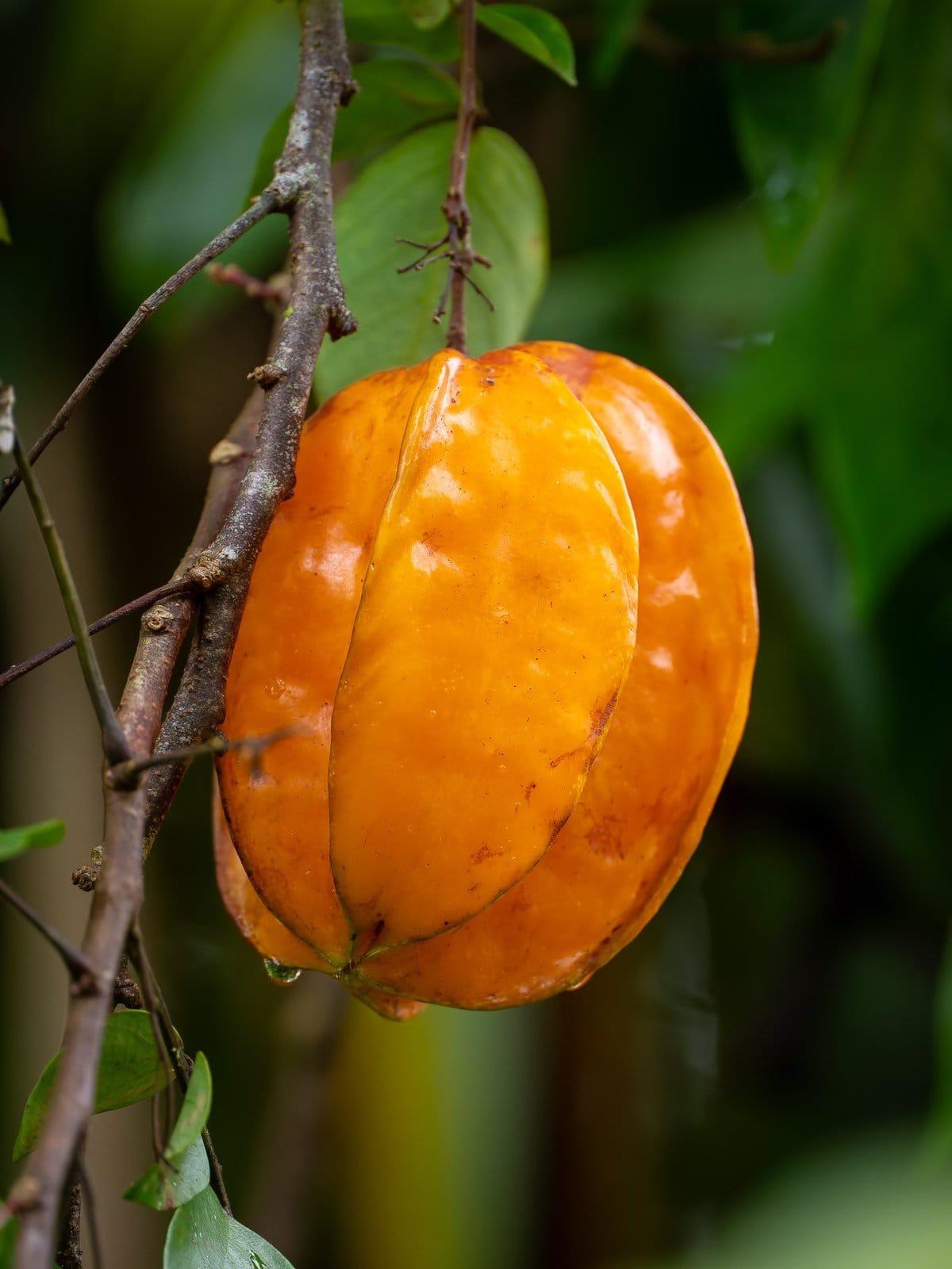 Carambola