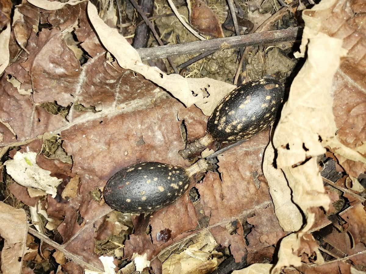 Cedro Amargo