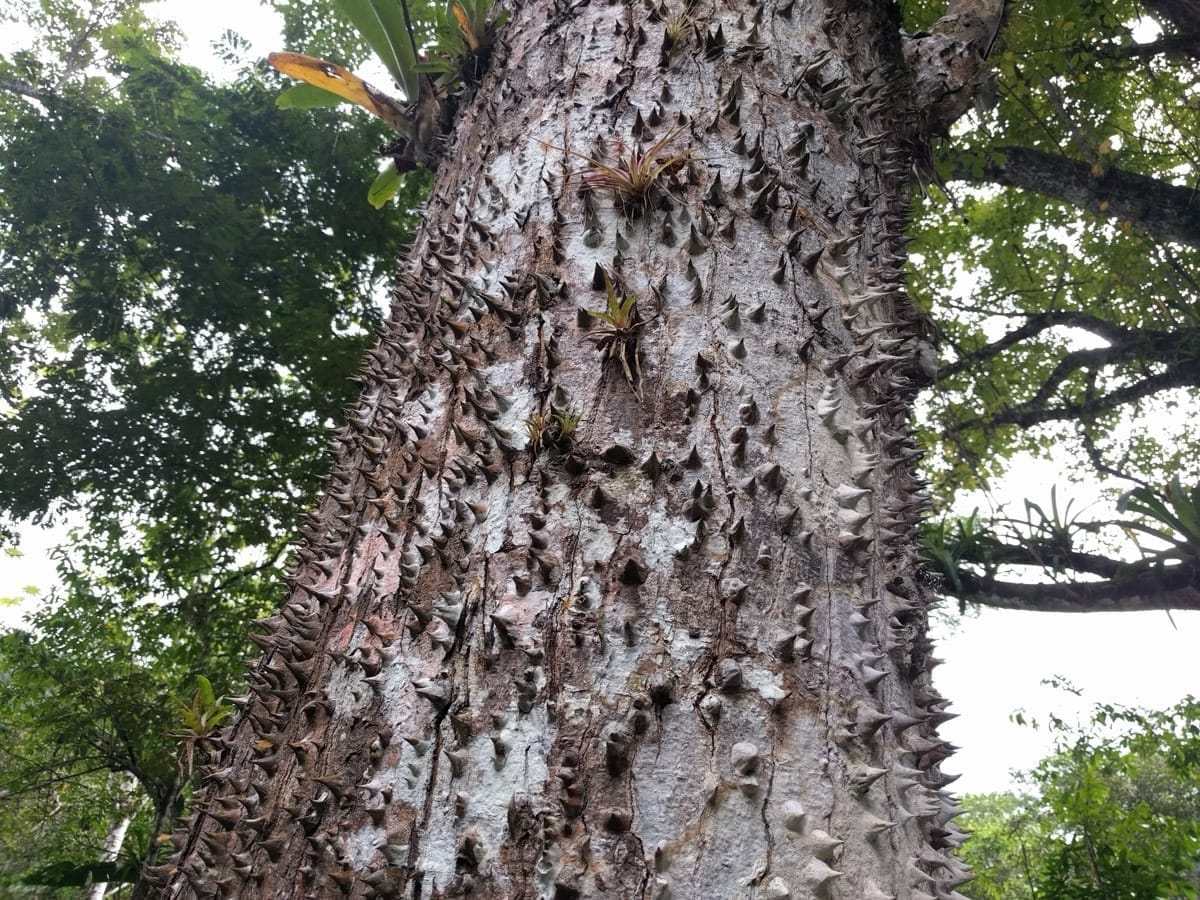 Ceiba