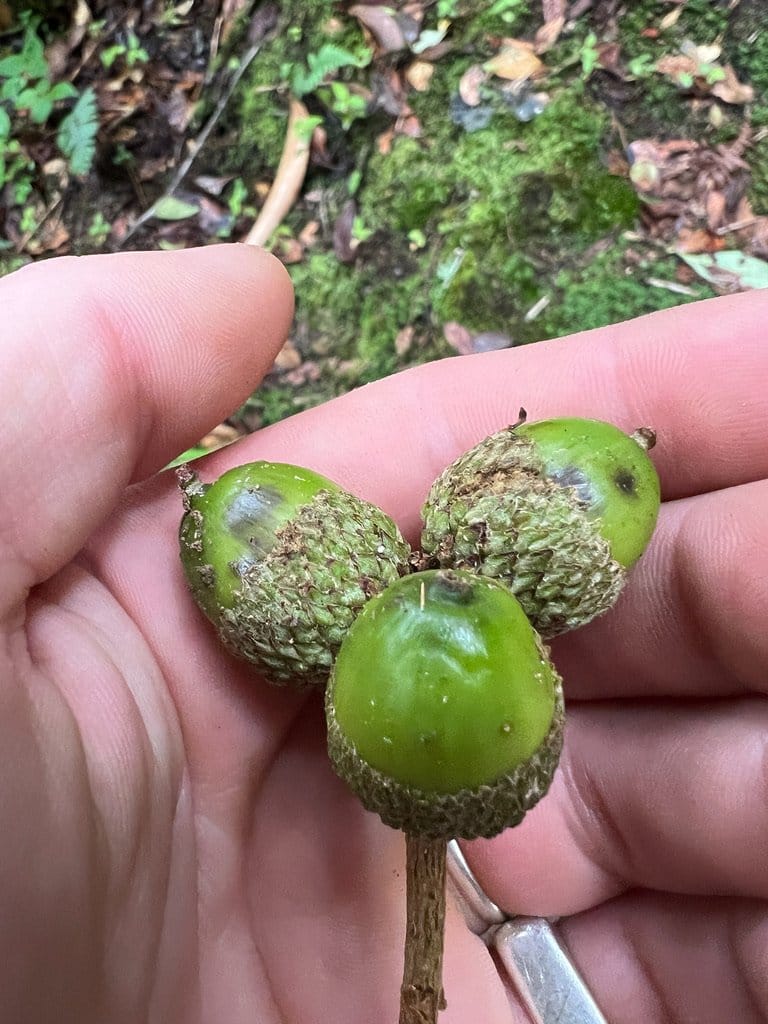 Chicalaba (Mesoamerican Giant-Acorn Oak)