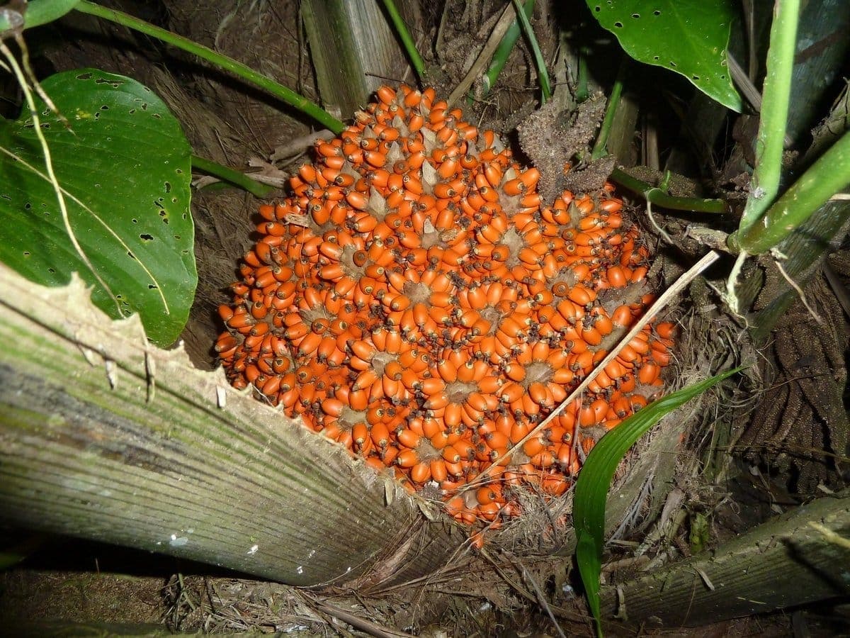 Corozo