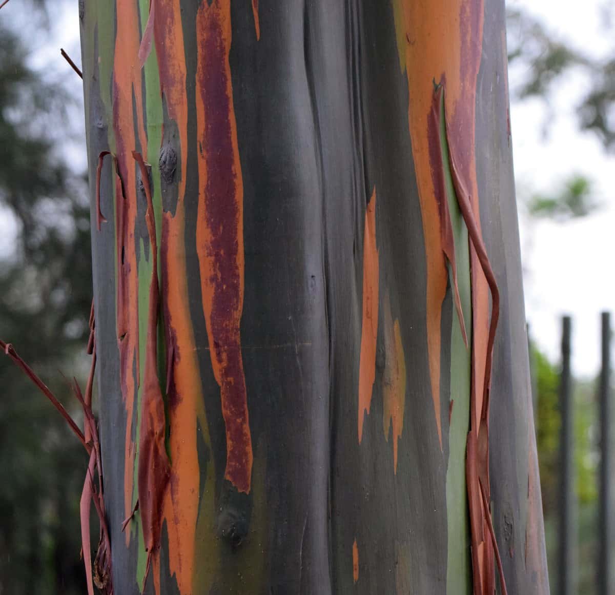 Rainbow Eucalyptus