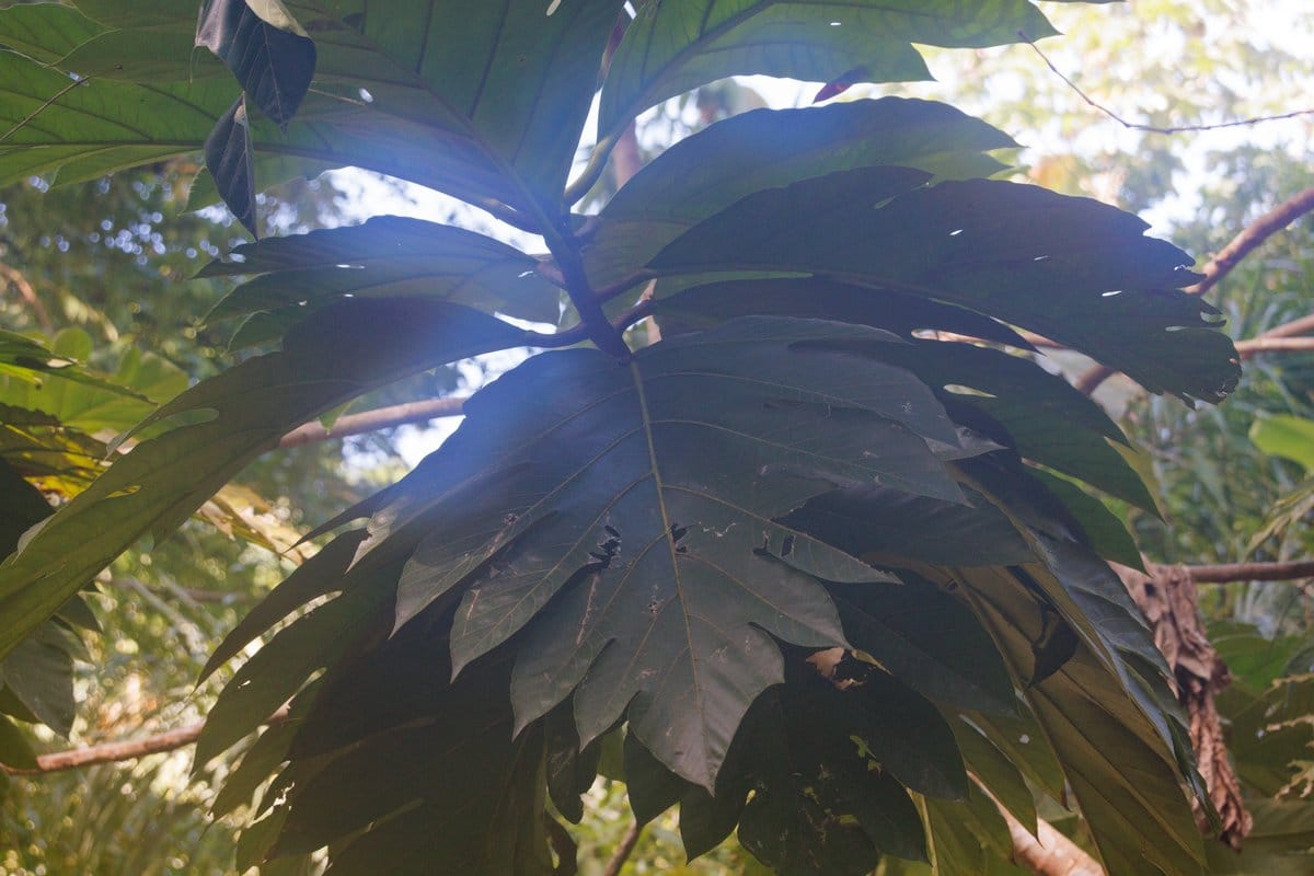 Fruta de Pan