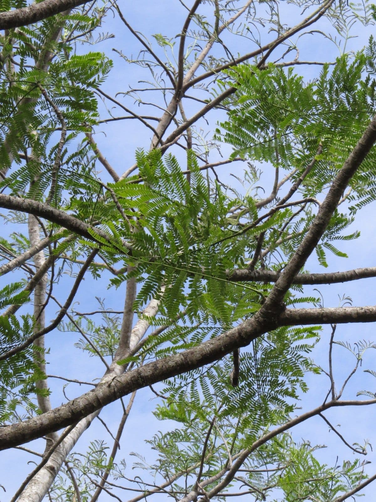 Gallinazo