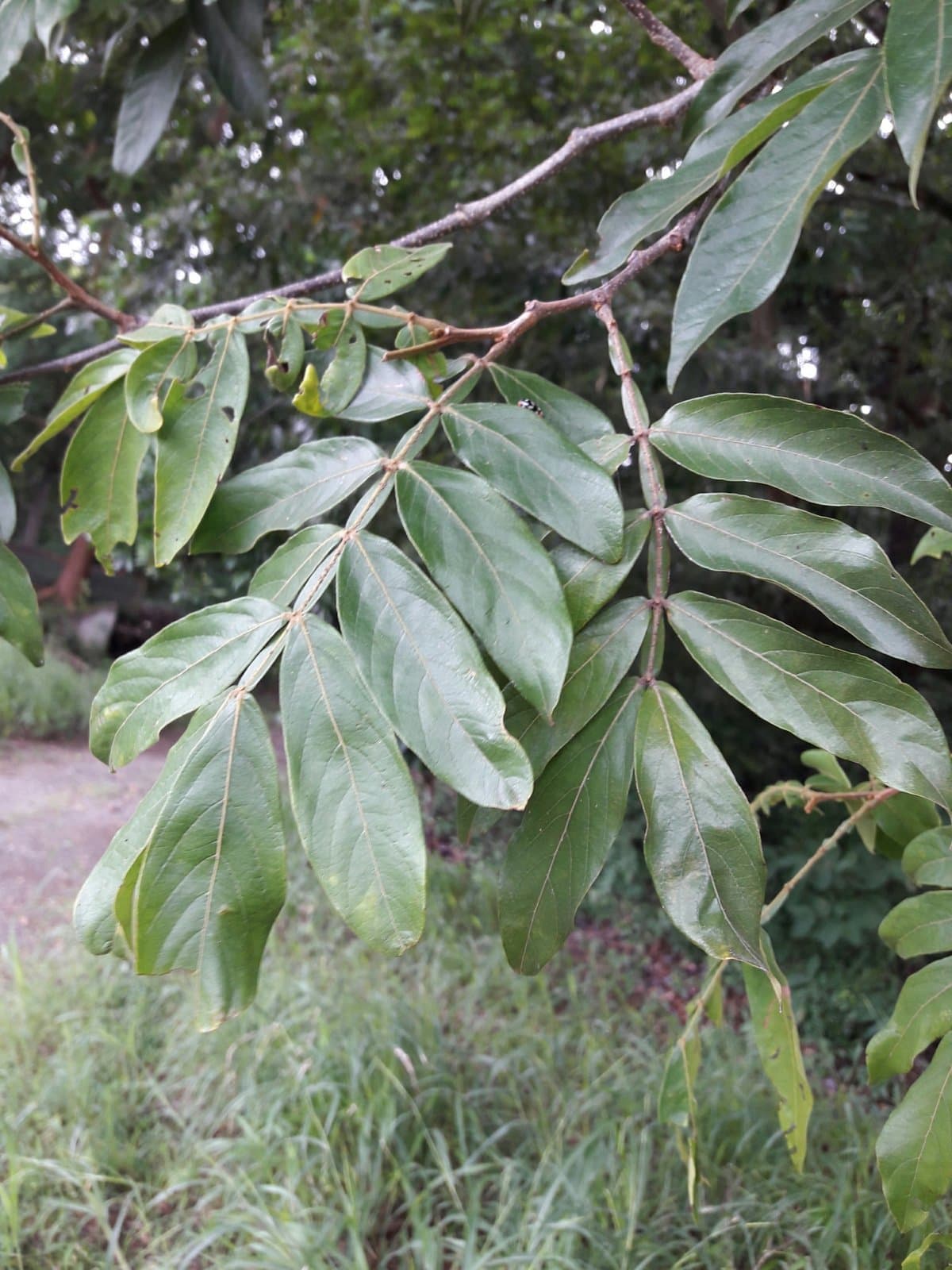 Guaba Bejuco