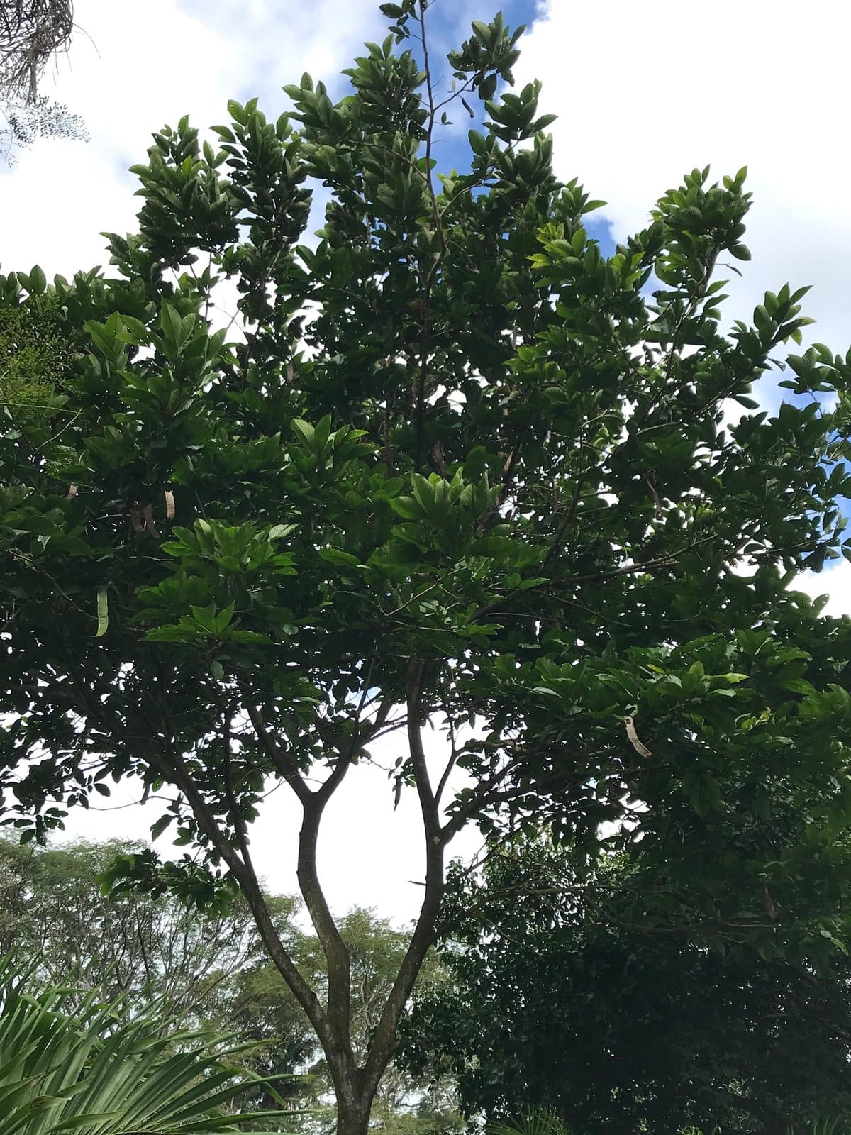 Guaba Machete