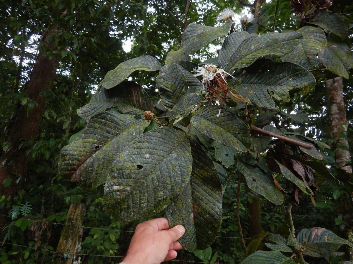 Guaba Machete