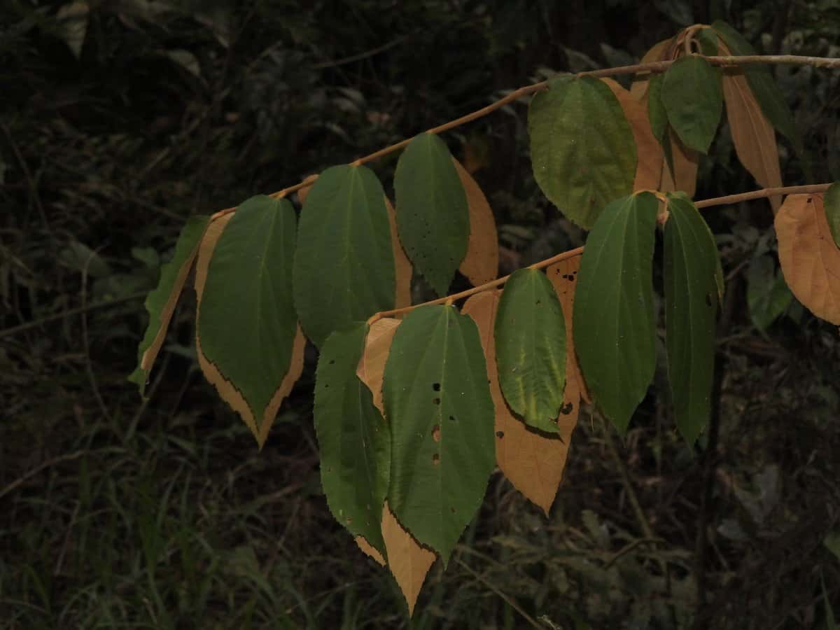 Guácimo Colorado