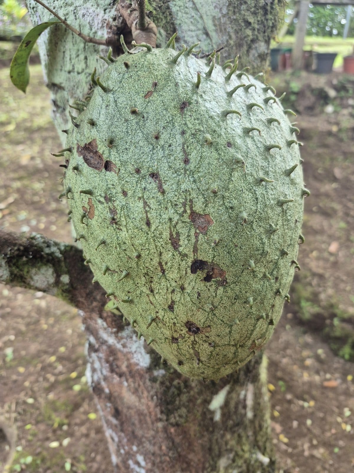 Guanábana Cimarrona