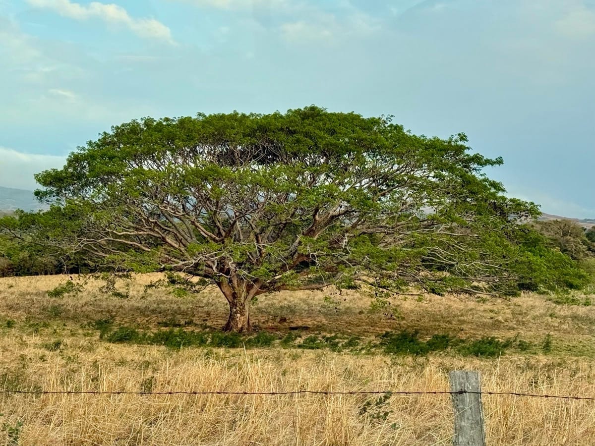 Guanacaste