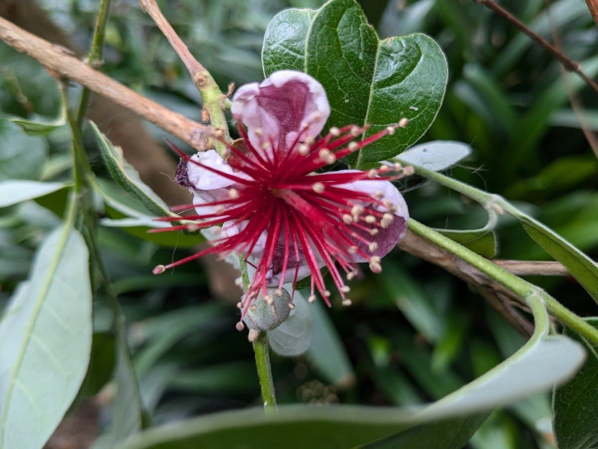 Guayaba Chilena