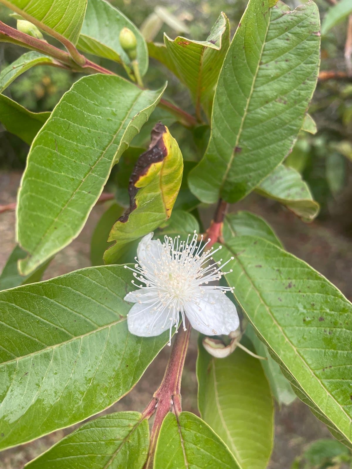 Guayabo