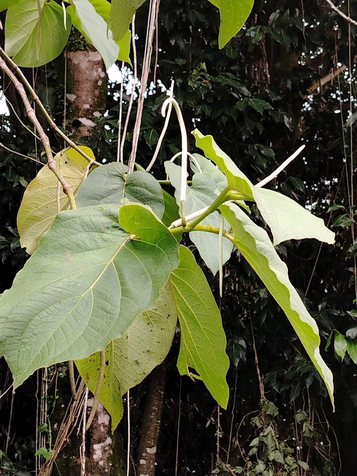 Hoja Santa
