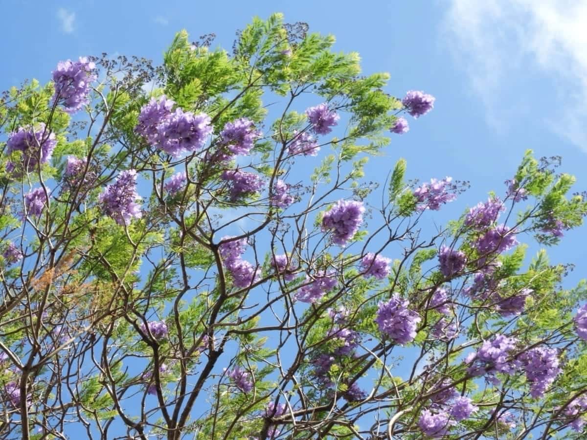 Jacaranda