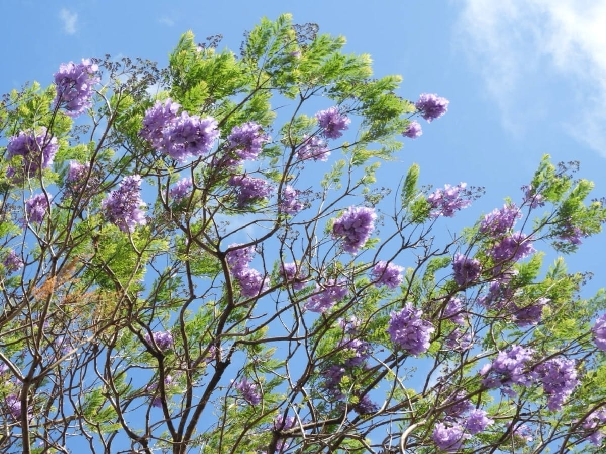 Jacaranda