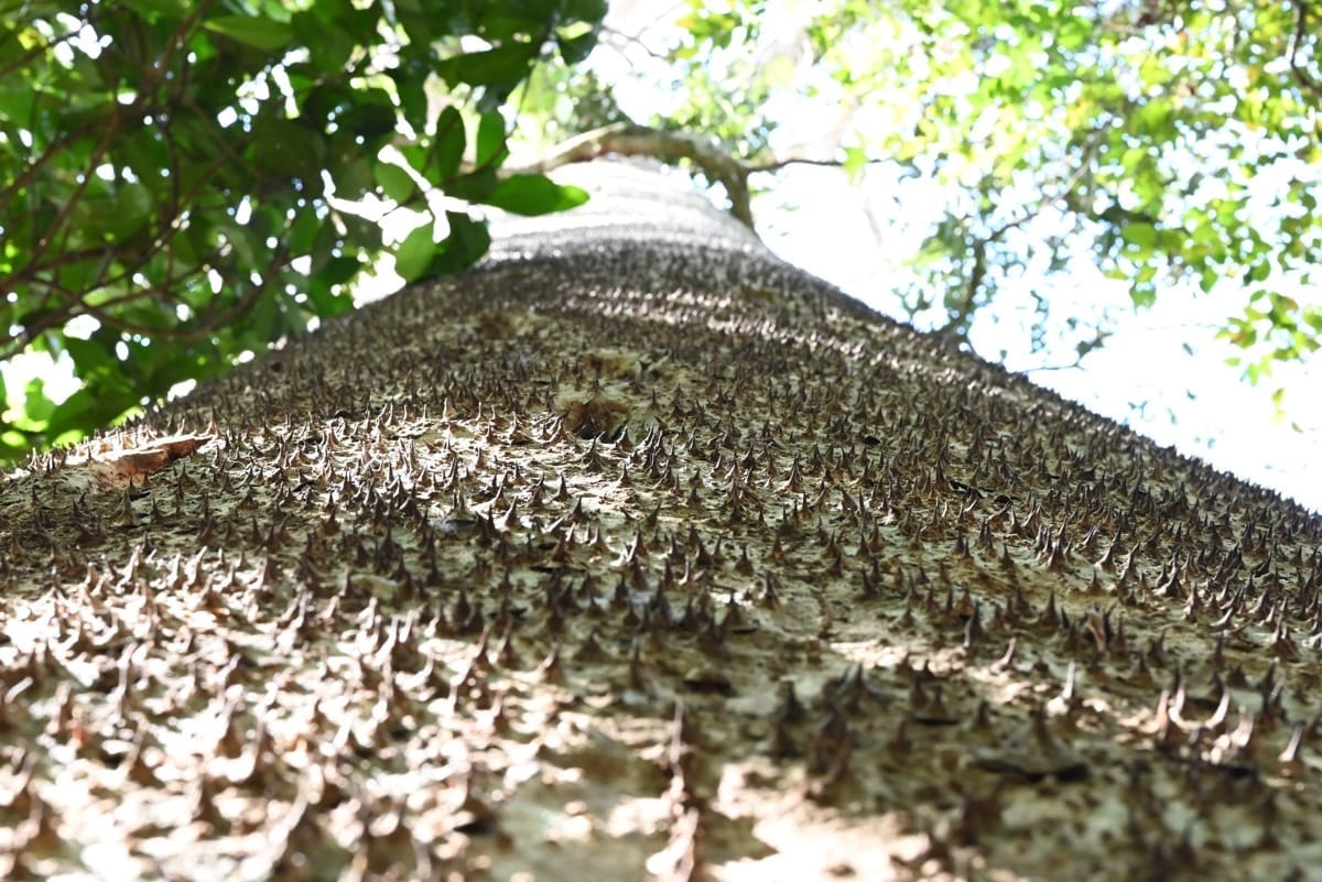Javillo