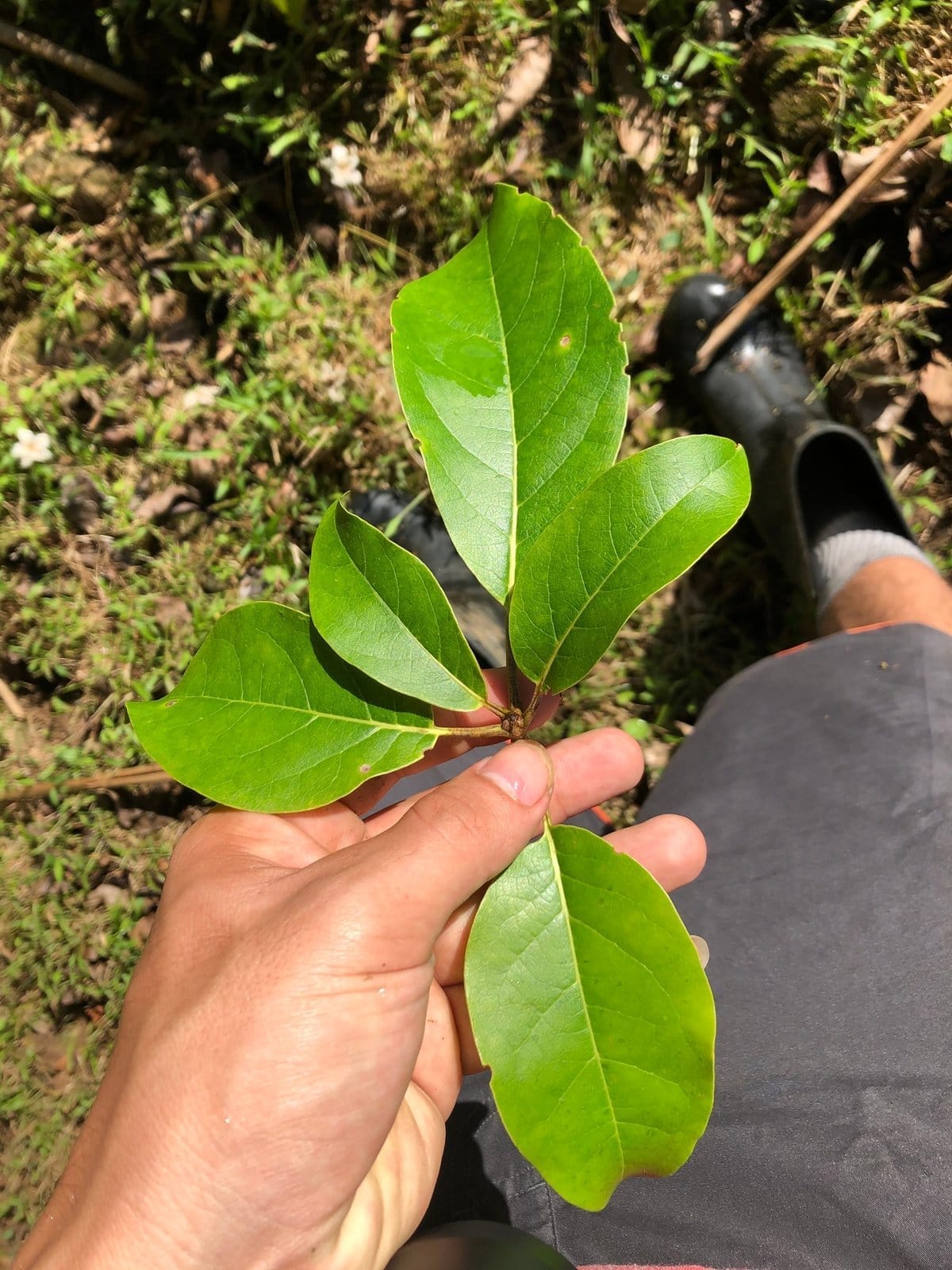 Laurel Negro