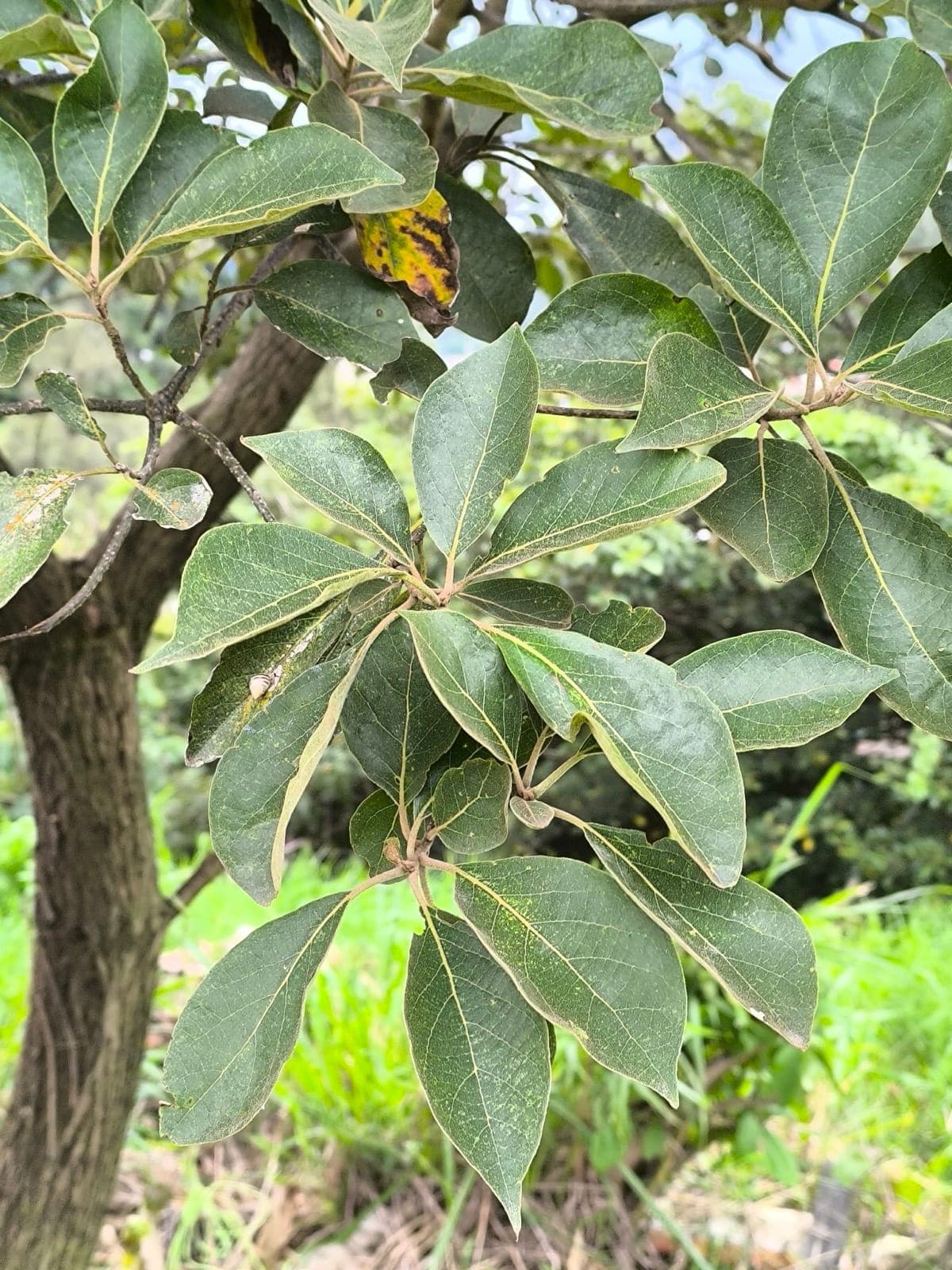Laurel