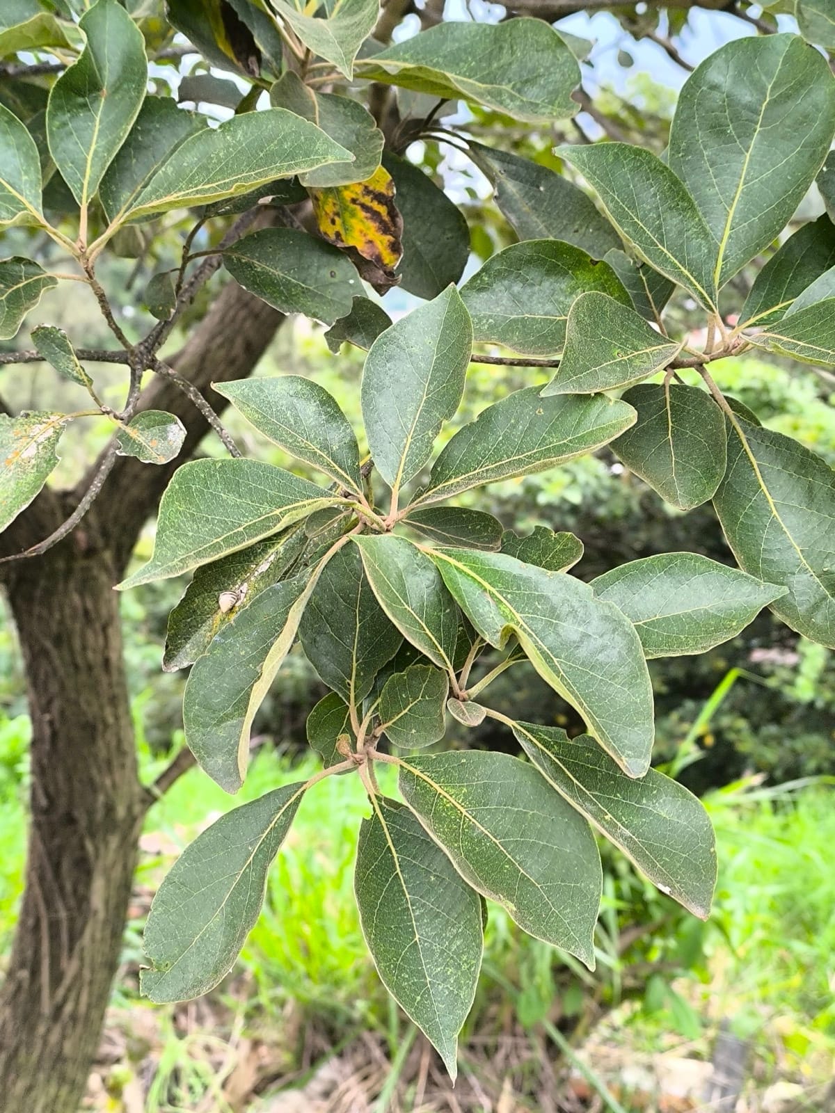Laurel