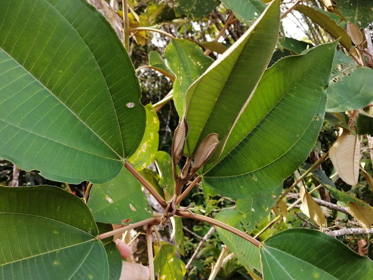Lengua de Vaca