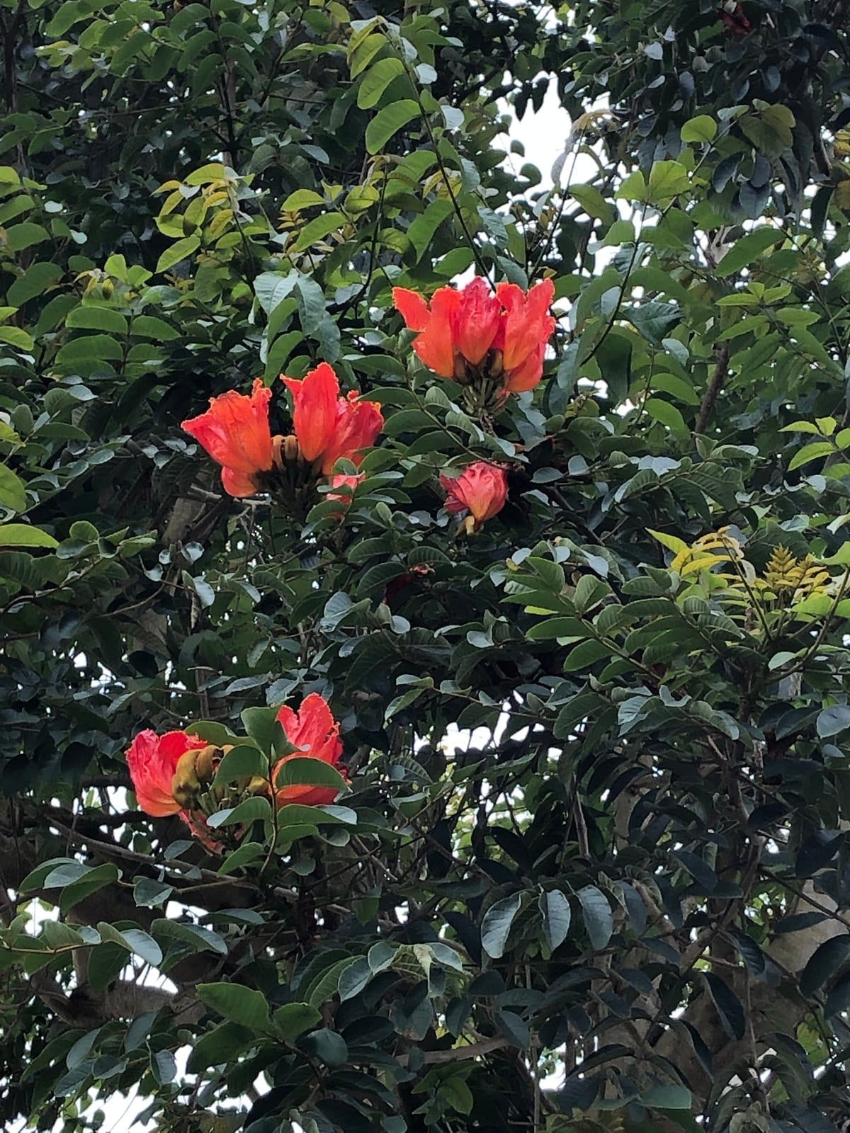 African Tulip Tree